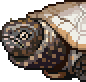 Pond turtle portrait anim.gif