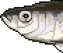 Herring portrait.png