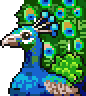 Peacock portrait anim.gif