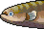 Banded knifefish portrait.png