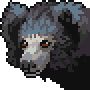 Sloth bear portrait anim.gif