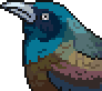 Grackle portrait.png