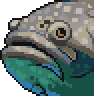 Giant grouper portrait.png