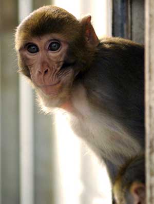 RT-Bumster-6-rhesusmacaque.jpg