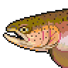 Rainbow trout portrait.png