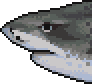 Tiger shark portrait.png