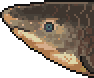 Lungfish portrait.png