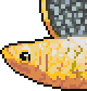 Sailfin molly portrait.png
