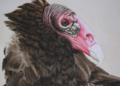 Giant buzzard preview.png