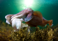 Giant cuttlefish preview.png