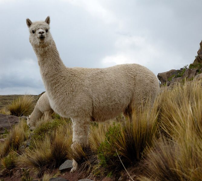 File:Alpacas Sillustani (pixinn.net) cropped.jpg