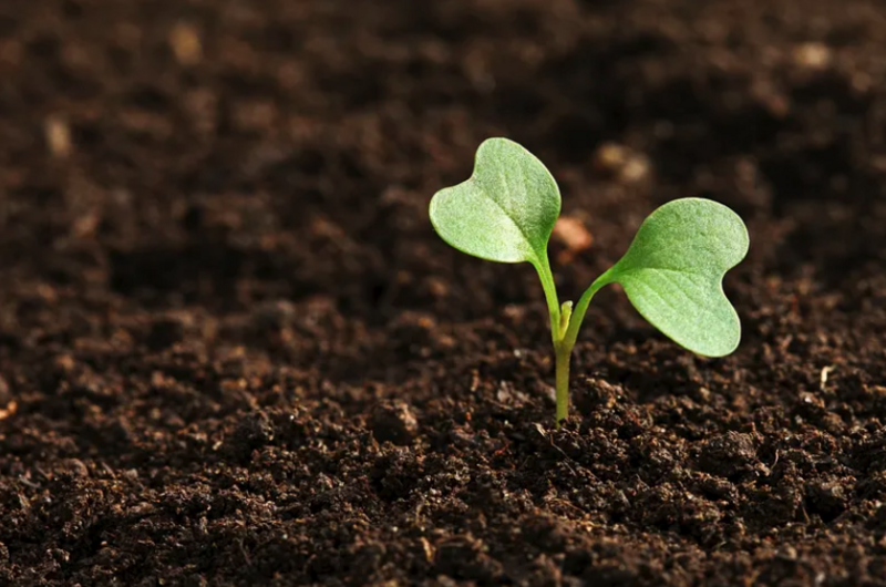 File:Soil preview.png