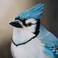 Giant bluejay.jpg