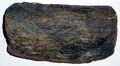 Petrified Wood.jpg