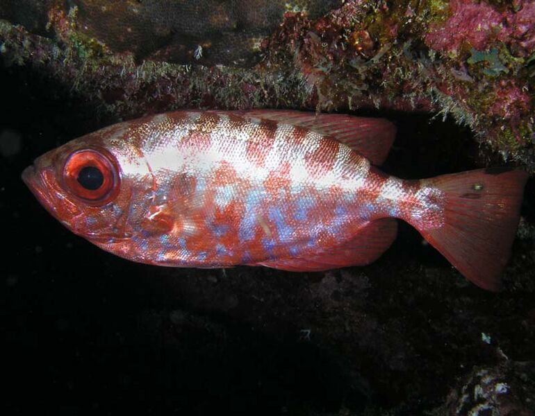 File:Vermin-Glasseye.jpg