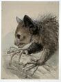 Giant aye aye preview.jpg
