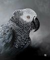 Giant grey parrot preview.jpg