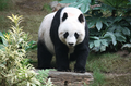 Giant panda.png