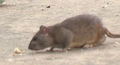 Large rat.png