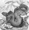 Giant copperhead snake preview.jpg