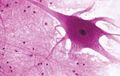 Nervous tissue.jpg