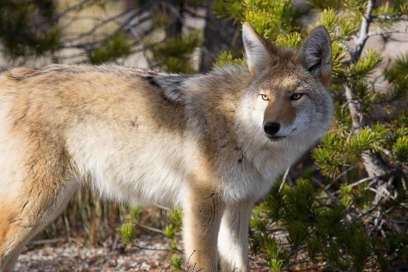 File:Coyote-948817 960 720.jpg
