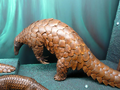 Giant pangolin.png