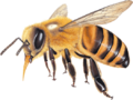 Bee keeping preview.png