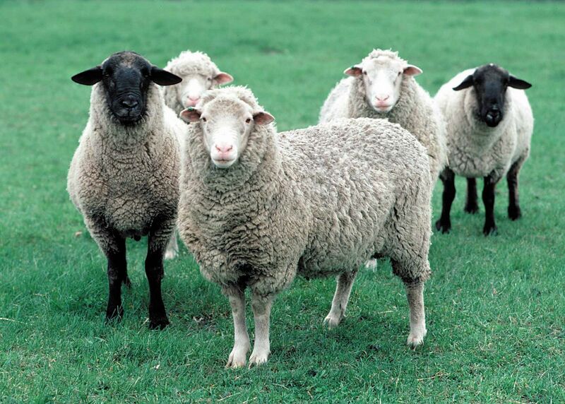 File:Whole Sheep.jpg