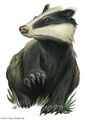 Giant Badger.jpg