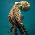 Giant octopus.jpg