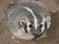 American Badger Sow.JPG