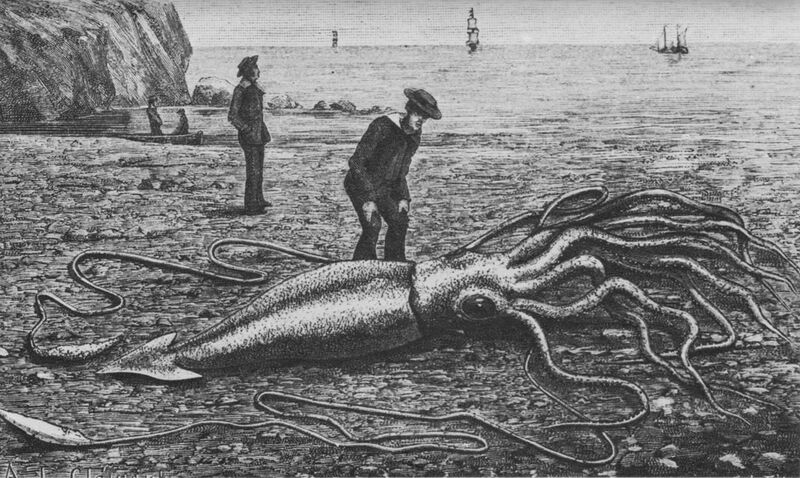 File:Giant squid2.jpg