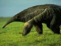 Giant aardvark.jpg